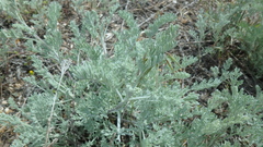 Artemisia