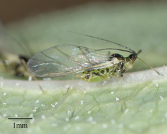 Hyperomyzus lactucae