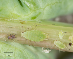 Hyperomyzus lactucae