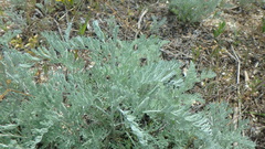 Artemisia