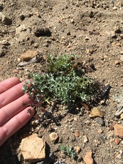 Lomatium rigidum