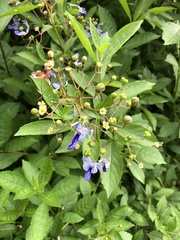 Rotheca caerulea
