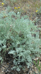 Artemisia
