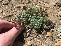 Lomatium rigidum
