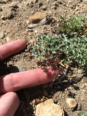 Lomatium rigidum