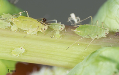 Hyperomyzus lactucae