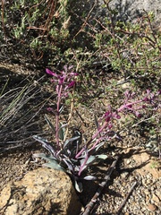 Penstemon patens