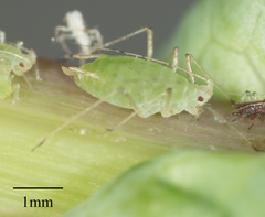 Hyperomyzus lactucae