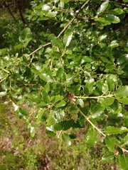 Quercus pubescens subpyrenaica