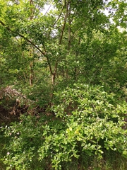 Quercus pubescens subpyrenaica