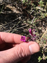 Penstemon patens