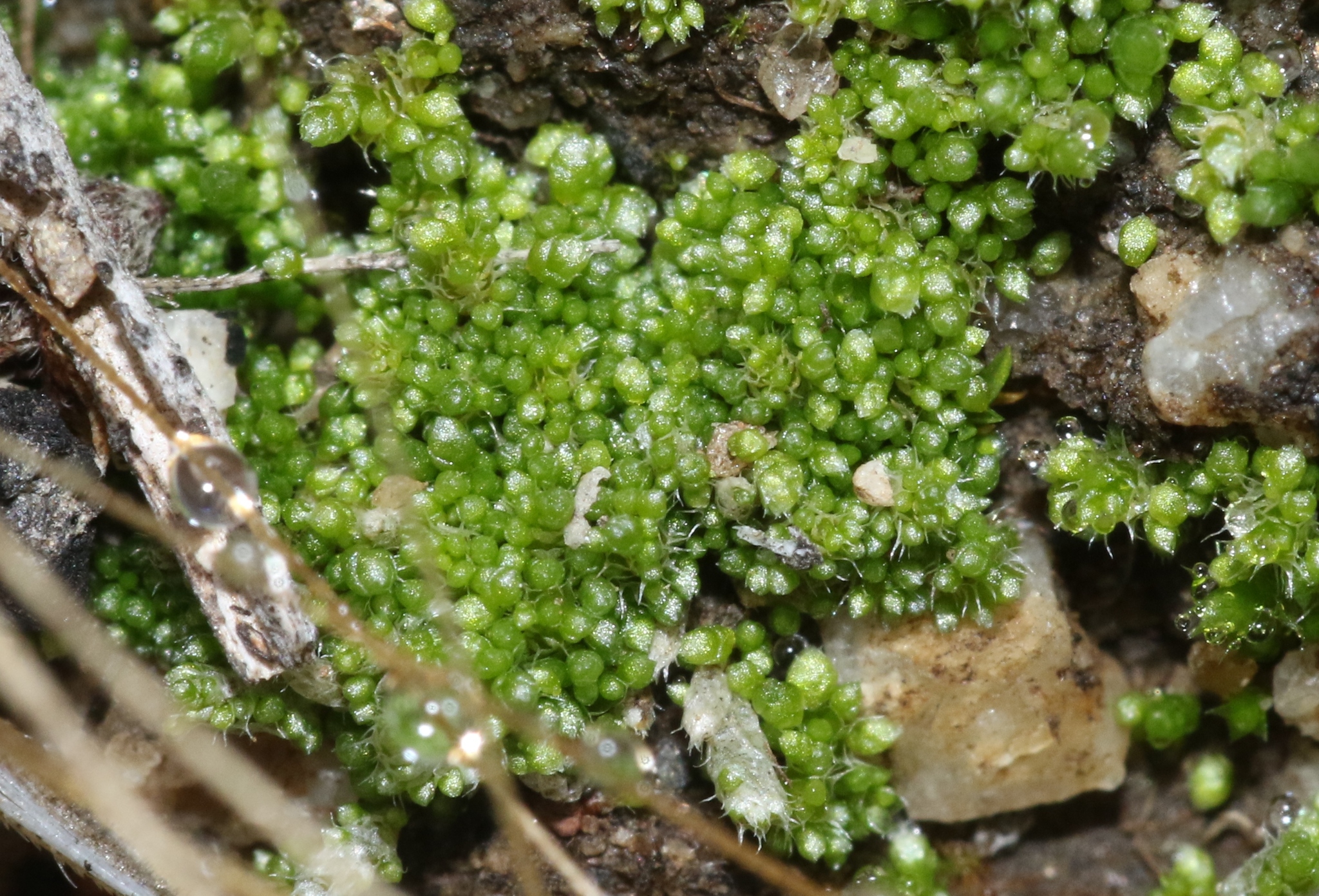 Gemmabryum