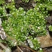 Gemmabryum - Photo (c) James Bailey, some rights reserved (CC BY-NC), uploaded by James Bailey