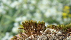 Orthotrichum