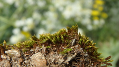 Orthotrichum