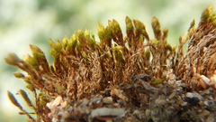 Orthotrichum
