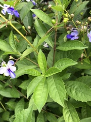 Rotheca caerulea