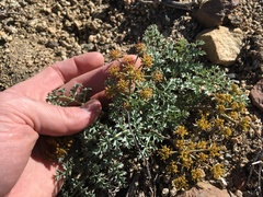 Lomatium rigidum