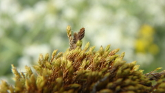 Orthotrichum