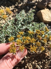 Lomatium rigidum