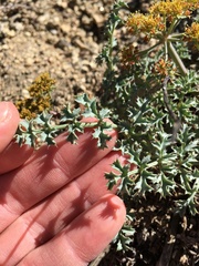 Lomatium rigidum