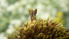Orthotrichum