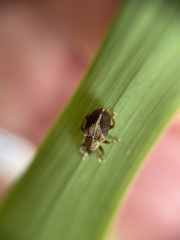 Lignyodes enucleator