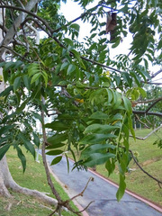 Majidea zanguebarica
