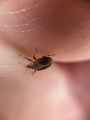Lignyodes enucleator
