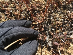 Eriogonum latens