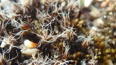Syntrichia