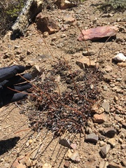 Eriogonum latens