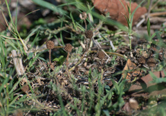 Sphaeranthus indicus