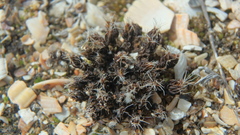 Syntrichia