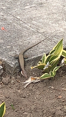 Pholidoscelis erythrocephalus