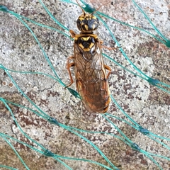 Acantholyda posticalis