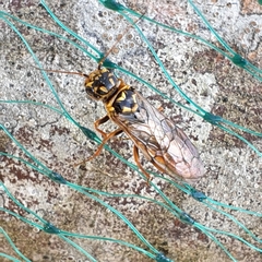 Acantholyda posticalis