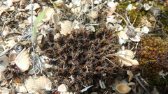 Syntrichia