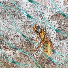 Acantholyda posticalis