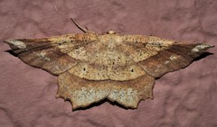 Euchlaena amoenaria