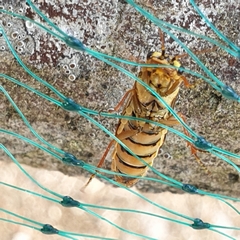 Acantholyda posticalis