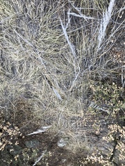 Muhlenbergia emersleyi