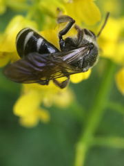 Lasioglossum sexnotatum