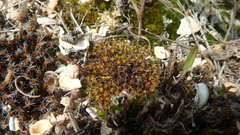 Syntrichia ruralis