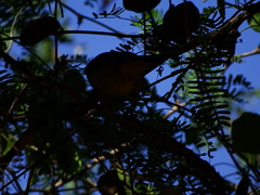 Saltator grandis