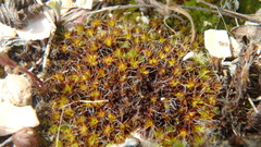 Syntrichia ruralis