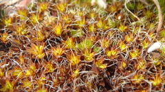 Syntrichia ruralis