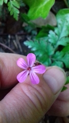 Geranium robertianum