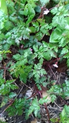 Geranium robertianum
