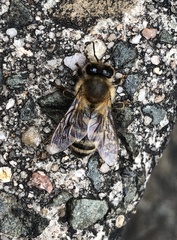 Apis mellifera